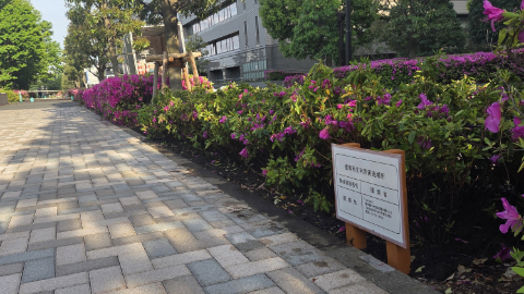 防衛省市ヶ谷地区 厚生棟前植樹帯の写真