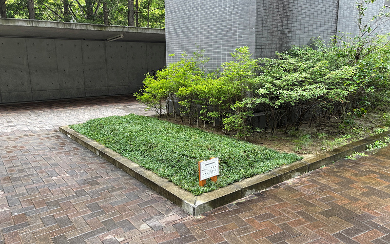 仙台合同庁舎B棟 北側駐輪場前植栽帯の写真